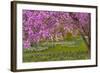 Pennsylvania, Wayne, Chanticleer Garden. Cherry Blossom Tree in Garden-Jaynes Gallery-Framed Photographic Print