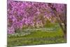 Pennsylvania, Wayne, Chanticleer Garden. Cherry Blossom Tree in Garden-Jaynes Gallery-Mounted Photographic Print
