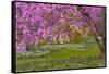 Pennsylvania, Wayne, Chanticleer Garden. Cherry Blossom Tree in Garden-Jaynes Gallery-Framed Stretched Canvas