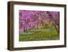 Pennsylvania, Wayne, Chanticleer Garden. Cherry Blossom Tree in Garden-Jaynes Gallery-Framed Photographic Print