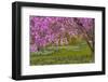 Pennsylvania, Wayne, Chanticleer Garden. Cherry Blossom Tree in Garden-Jaynes Gallery-Framed Photographic Print