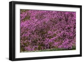 Pennsylvania, Wayne, Chanticleer Garden. Cherry Blossom Tree in Garden-Jaynes Gallery-Framed Photographic Print