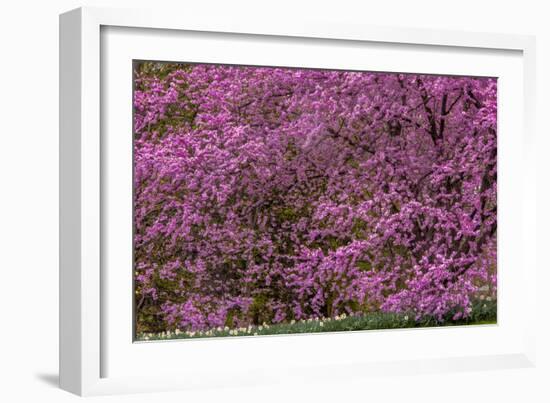 Pennsylvania, Wayne, Chanticleer Garden. Cherry Blossom Tree in Garden-Jaynes Gallery-Framed Photographic Print