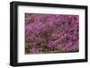 Pennsylvania, Wayne, Chanticleer Garden. Cherry Blossom Tree in Garden-Jaynes Gallery-Framed Photographic Print