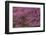 Pennsylvania, Wayne, Chanticleer Garden. Cherry Blossom Tree in Garden-Jaynes Gallery-Framed Photographic Print