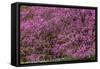 Pennsylvania, Wayne, Chanticleer Garden. Cherry Blossom Tree in Garden-Jaynes Gallery-Framed Stretched Canvas