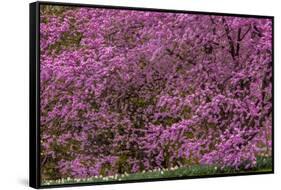 Pennsylvania, Wayne, Chanticleer Garden. Cherry Blossom Tree in Garden-Jaynes Gallery-Framed Stretched Canvas