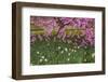 Pennsylvania, Wayne, Chanticleer Garden. Cherry Blossom Tree in Garden-Jaynes Gallery-Framed Photographic Print