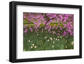 Pennsylvania, Wayne, Chanticleer Garden. Cherry Blossom Tree in Garden-Jaynes Gallery-Framed Photographic Print