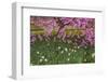 Pennsylvania, Wayne, Chanticleer Garden. Cherry Blossom Tree in Garden-Jaynes Gallery-Framed Photographic Print