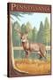 Pennsylvania White Tailed Deer-Lantern Press-Stretched Canvas