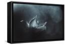 Framed Canvas