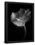 Essential Black