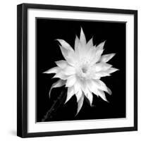 Penocereus Greggii BW-Douglas Taylor-Framed Photographic Print