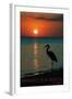 Pensacola Beach, Florida - Heron and Sunset-Lantern Press-Framed Art Print