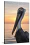 Pensacola Beach, Florida - Pelican-Lantern Press-Stretched Canvas