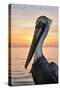 Pensacola Beach, Florida - Pelican-Lantern Press-Stretched Canvas