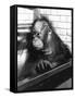 Pensive Orangutan-null-Framed Stretched Canvas