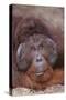 Pensive Orangutan-DLILLC-Stretched Canvas