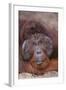 Pensive Orangutan-DLILLC-Framed Photographic Print