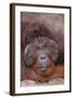 Pensive Orangutan-DLILLC-Framed Photographic Print