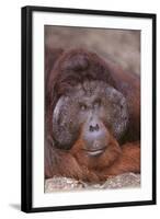 Pensive Orangutan-DLILLC-Framed Photographic Print