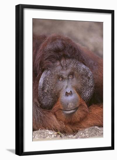 Pensive Orangutan-DLILLC-Framed Photographic Print