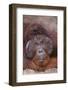 Pensive Orangutan-DLILLC-Framed Photographic Print