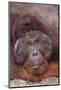 Pensive Orangutan-DLILLC-Mounted Photographic Print