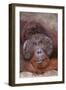 Pensive Orangutan-DLILLC-Framed Photographic Print