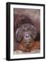 Pensive Orangutan-DLILLC-Framed Photographic Print