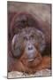 Pensive Orangutan-DLILLC-Mounted Photographic Print