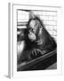Pensive Orangutan-null-Framed Photographic Print