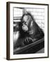 Pensive Orangutan-null-Framed Photographic Print
