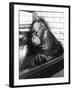 Pensive Orangutan-null-Framed Photographic Print