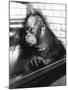 Pensive Orangutan-null-Mounted Photographic Print