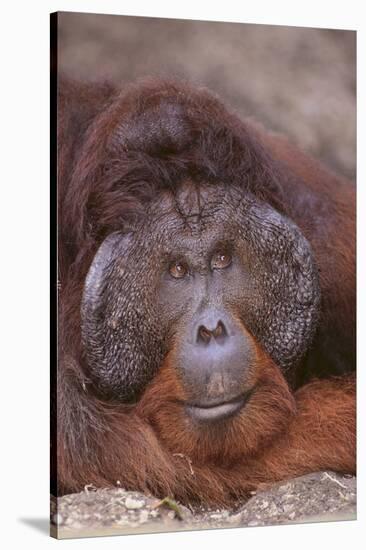 Pensive Orangutan-DLILLC-Stretched Canvas