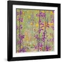 Penstemon and Poppies-Ken Bremer-Framed Giclee Print