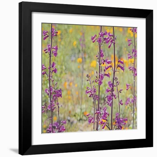 Penstemon and Poppies-Ken Bremer-Framed Giclee Print