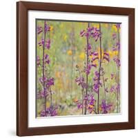 Penstemon and Poppies-Ken Bremer-Framed Giclee Print