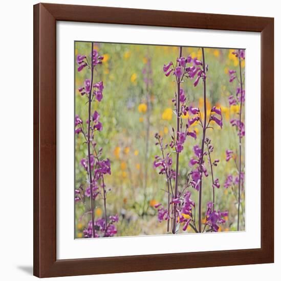 Penstemon and Poppies-Ken Bremer-Framed Giclee Print