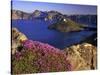 Penstemon Blooms on Cliff Overlooking Wizard Island-Steve Terrill-Stretched Canvas