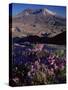 Penstemon Flowers, Washington State, USA-Colin Brynn-Stretched Canvas