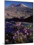 Penstemon Flowers, Washington State, USA-Colin Brynn-Mounted Photographic Print