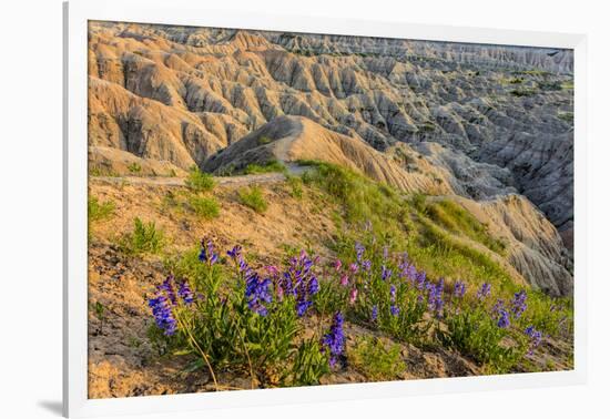 Penstemon Wildflowers in Badlands National Park, South Dakota, Usa-Chuck Haney-Framed Photographic Print