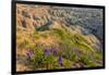 Penstemon Wildflowers in Badlands National Park, South Dakota, Usa-Chuck Haney-Framed Photographic Print