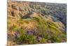 Penstemon Wildflowers in Badlands National Park, South Dakota, Usa-Chuck Haney-Mounted Photographic Print