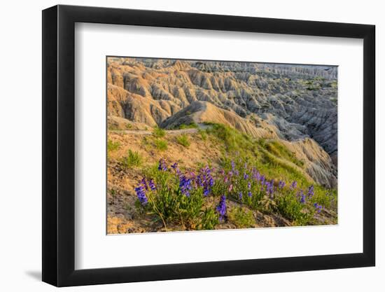 Penstemon Wildflowers in Badlands National Park, South Dakota, Usa-Chuck Haney-Framed Photographic Print