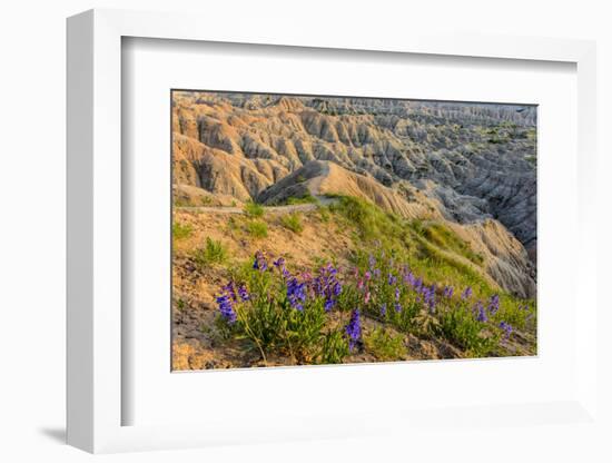 Penstemon Wildflowers in Badlands National Park, South Dakota, Usa-Chuck Haney-Framed Photographic Print