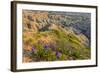 Penstemon Wildflowers in Badlands National Park, South Dakota, Usa-Chuck Haney-Framed Photographic Print